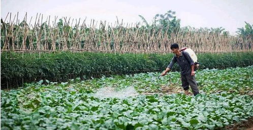 芽后除草剂的使用时机