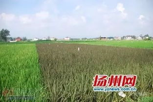 神器六：水稻收割神器