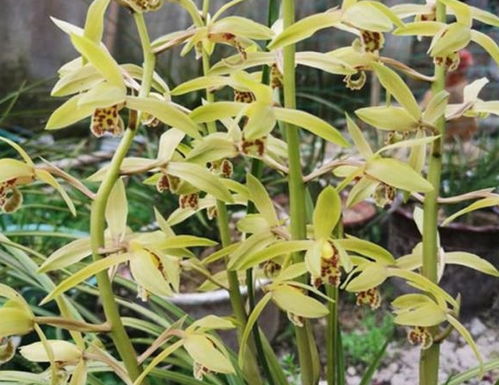 第三招：土壤观察