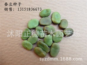 蚕豆种子，泡不泡