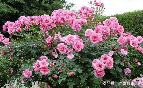 树状月季，北方种植也合适