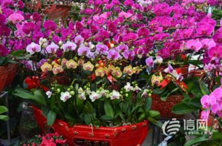 四五月开放的花草本，庭院种植新风向