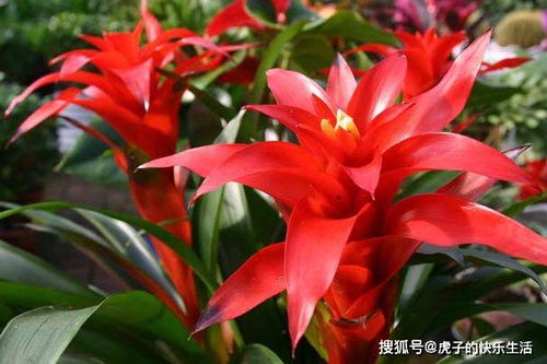 鸿运当头花如何养殖？保持充足光照是关键吗