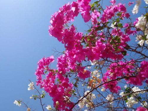 腊梅花管理：关注花期、土壤、病虫害