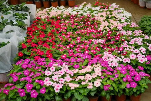 冬天里的花海：揭秘9月种植的花卉