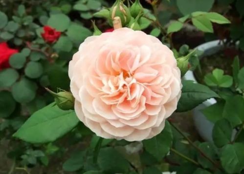 一、 月季小知识：威廉莫里斯的个性解析