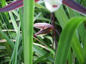 艺兰之选：四川蕙兰的多样艺术形态