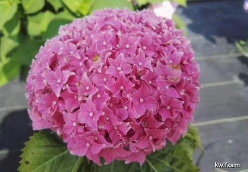 夏日花卉大揭秘：夏天种什么花Zui好？