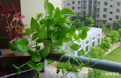 换盆篇：绿萝的新家