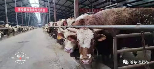 巴肉王饲料真的优质吗？它如何助力畜牧业蓬勃发展？