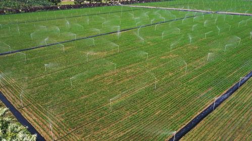 现代农业的绿色桥梁