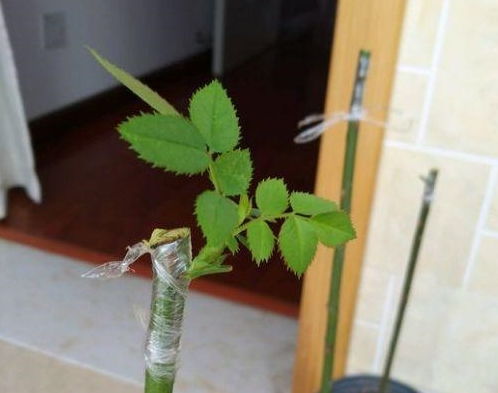 选好地儿， 土壤是关键