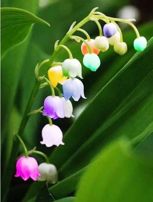 浪漫的盆栽：铃兰的园艺价值