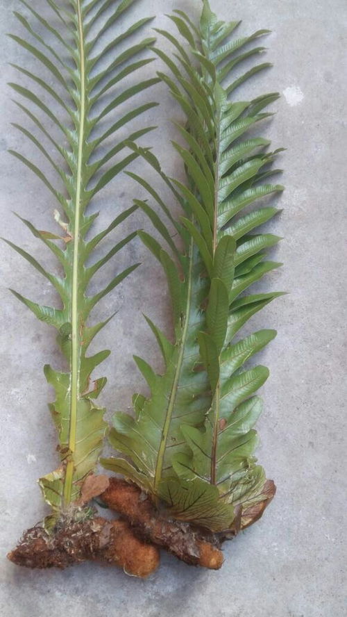 蕨类是种子植物吗？它们在植物界中的独特地位是什么