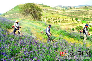 茶房乡试种紫花苜蓿：商机无限
