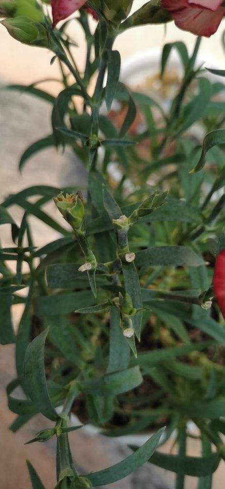 康乃馨花苞过多怎么办？如何合理拆分
