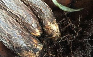 第二步：剪除烂根