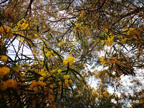 相思树的花期之谜
