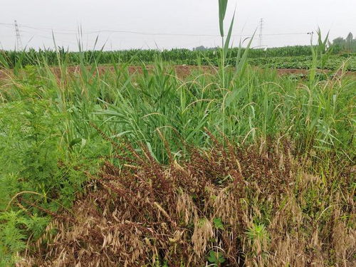 草铵膦对作物的影响