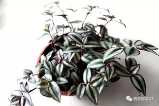 四季常艳，省心花卉大盘点