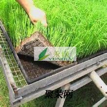 深根草固土，靠谱吗？