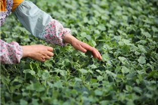 揪心一问：为啥同样的籽别人出苗九成你才三成？