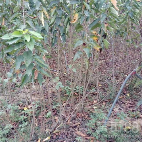 虫子太多，怎么办？