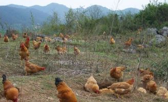 土鸡山地放牧饲养，指在山地环境中以放牧方式饲养土鸡
