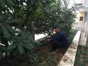 如何为室内对身体有益的花草树木提供适宜的过冬措施？