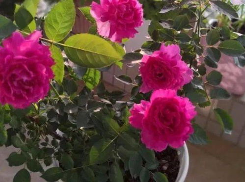 盆栽月季花老不开花？教你几招轻松催花