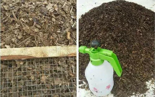 养花土的奥秘：营养土与普通土的比例大揭秘