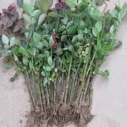 南阳月季裸根苗发货优势