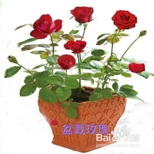 关键词：小玫瑰盆栽