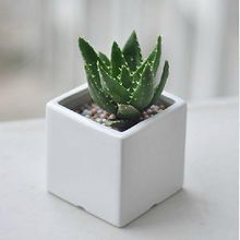 芦荟：净化小嫩手