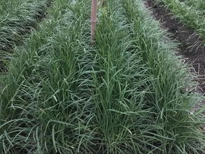 一、土壤酸化，韭菜不高兴了