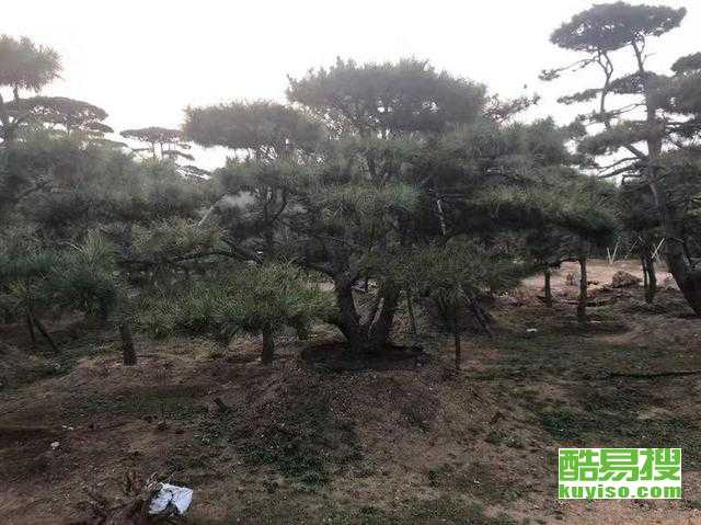 购买黑松的建议