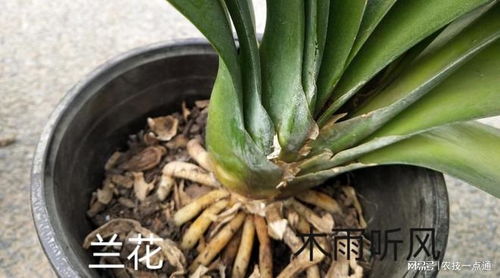 兰花肥料的选择