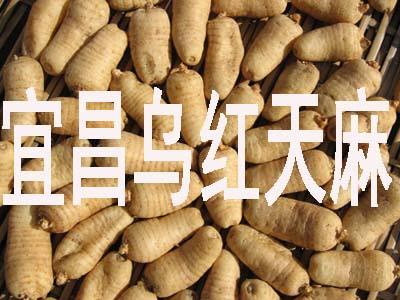 室内天麻种植方法及步骤具体是怎样的
