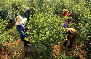 揭秘：野生茶油与人工种植的油茶有何不同？