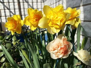 冬日里的花仙子：水仙花的魅力