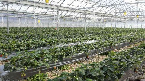 压苗技术：草莓苗成长的秘密武器