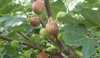 水培折无花果，如何让枝繁叶茂