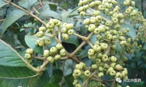 吴茱萸种植小贴士：简单易行， 收获乐趣