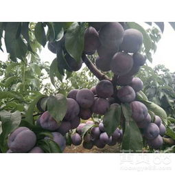 如何防范果实冻伤？