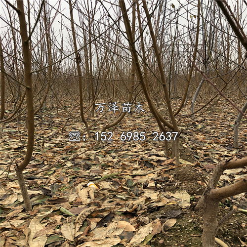 桃树苗，价格怎么样？