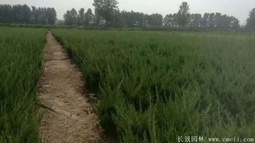 园林苗木场的小龙柏报价