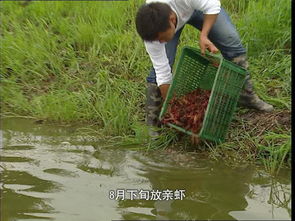 生长速度，如何提升