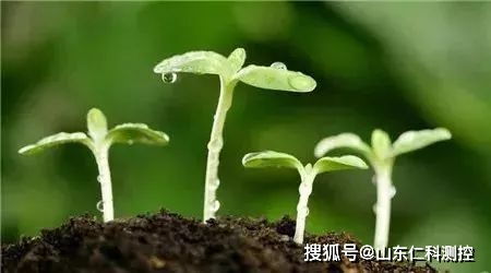 如何通过有机肥料调节家庭土壤pH值