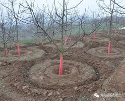 苹果树施肥过浅导致根系生长不良，影响养分吸收