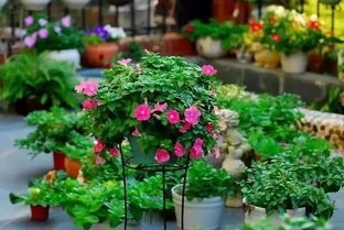 夏天花卉移栽：新手必kan！